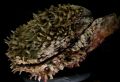 Spondylus spinosus